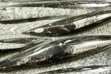 Polished Fossil Orthoceras (Cephalopod) Plate - Morocco #372652-1